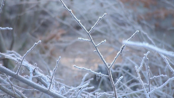 Anti-icing system